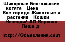 Шикарные Бенгальские котята › Цена ­ 25 000 - Все города Животные и растения » Кошки   . Ненецкий АО,Верхняя Пеша д.